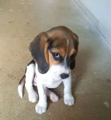 Filhote Beagle, esse filhotinho pode se tornar o amor da sua vida!