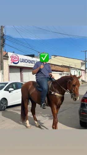 cavalo mestiço