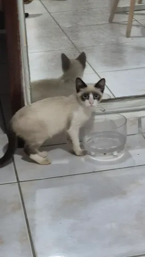 Adoção de gato