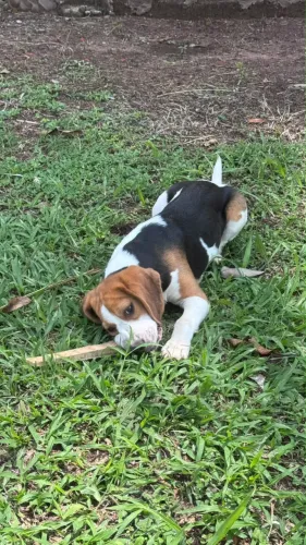 Beagle macho
