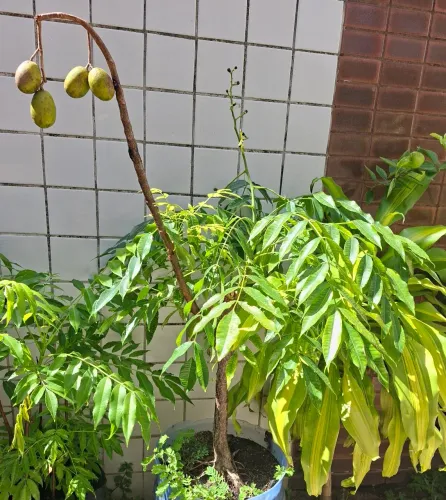 Mudas de Cajarana Mirim