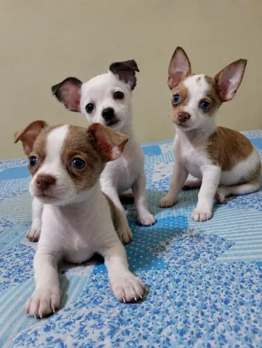 Pinscher macho 