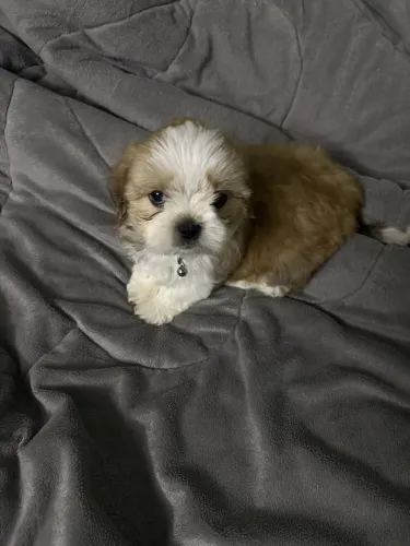 Shih Tzu Prepare-se para viver momentos inesquecíveis