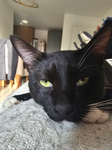 Frajola Gato Doação Responsável 