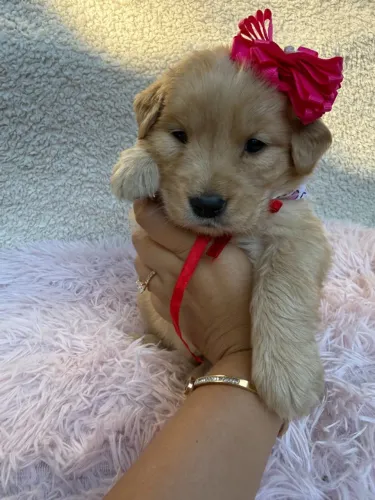 Golden Retriever,Golden Retriever Filhote Disponível Alta Qualidade