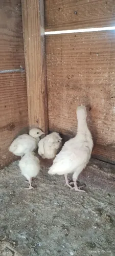 vendo pintinho de peru 