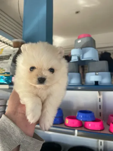 Spitz alemão macho anao $2.300,00