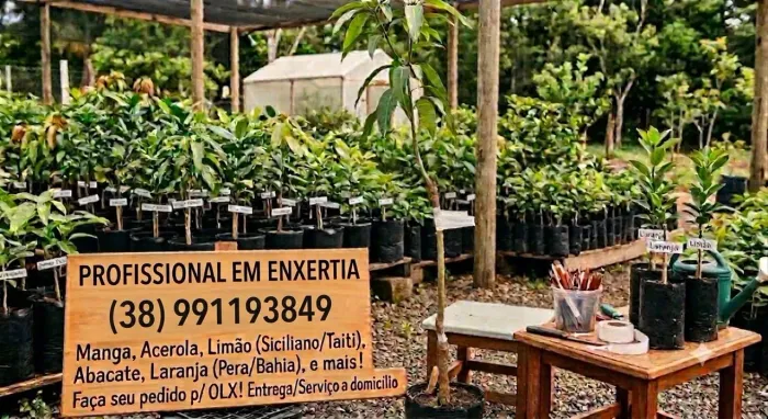 Serviço de Enxertia Profissional de Frutíferas - Manga, Limão, Acerola e Mais...