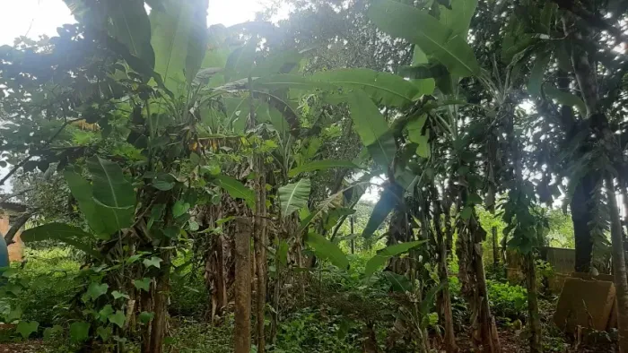 Vendo chácara no Goiás perto da cidade ABC 