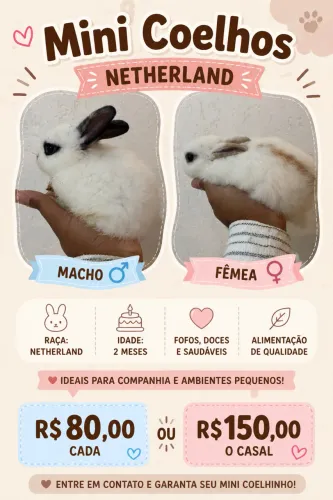 Coelhos netherland 