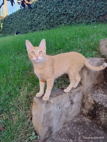Gatinha para adoção responsável
