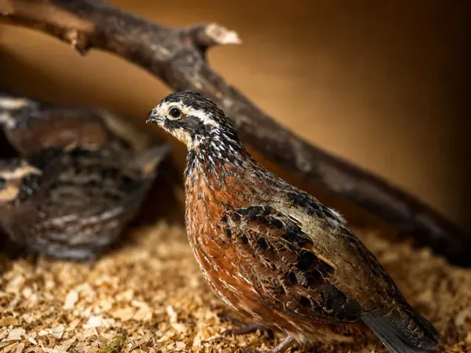 Bobwhite