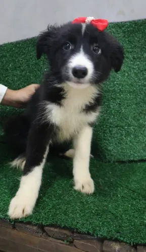Border Collies Fêmeas Pedigree