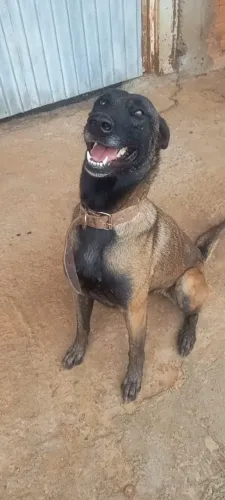 Pastor belga malinois femia