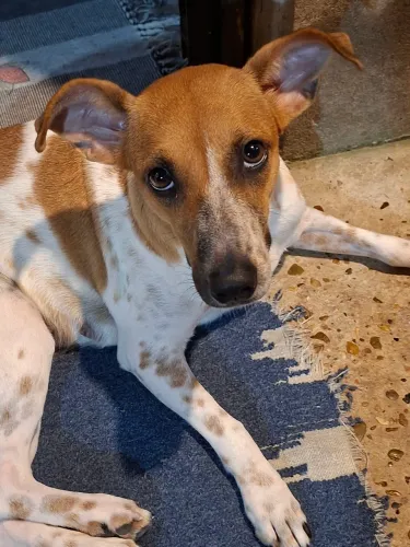 Doação responsável de cachorra