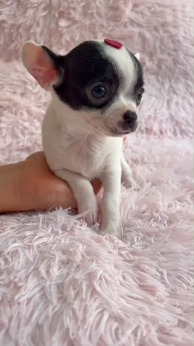 Feminha de chihuahua disponível