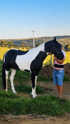 Potro pampa de preto