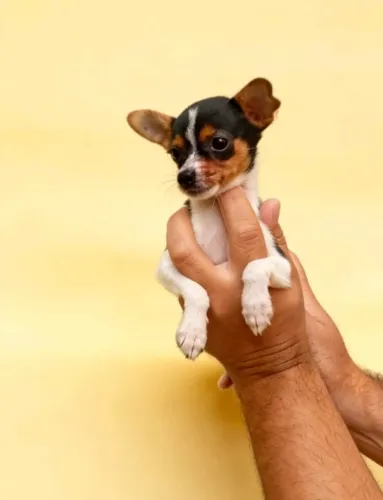 Filhote Pinscher Zero Bem Cuidado