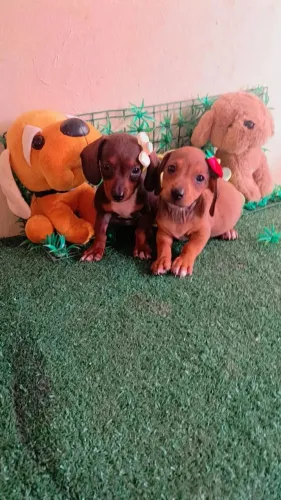 Basset fêmea 
