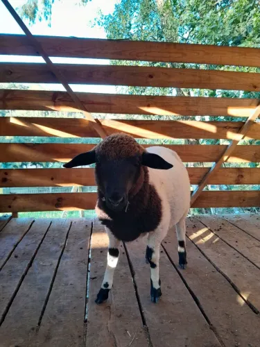 Cordeiro Macho