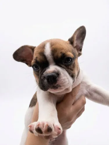 Bulldog Francês Macho
