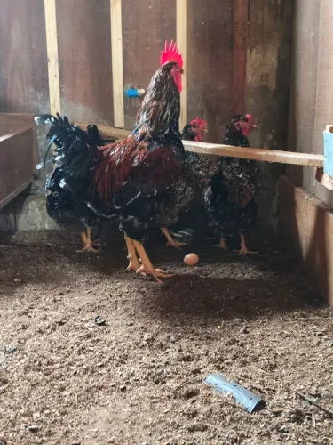 Ovos de galinha gsb