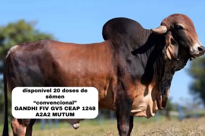 Reprodução animal 