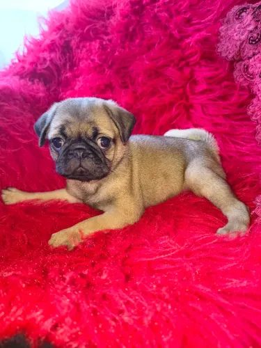 Lindo  Pug