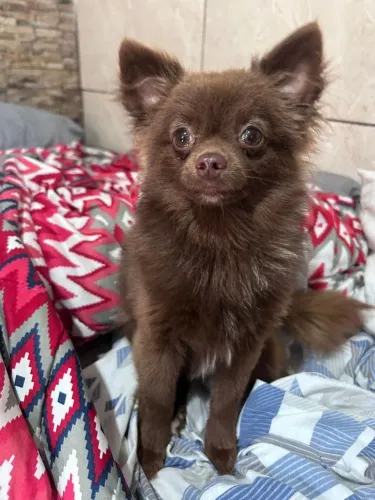 Chihuahua chocolate padreador