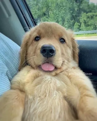 Golden Retriever - Filhotes Cheios De Personalidade 
