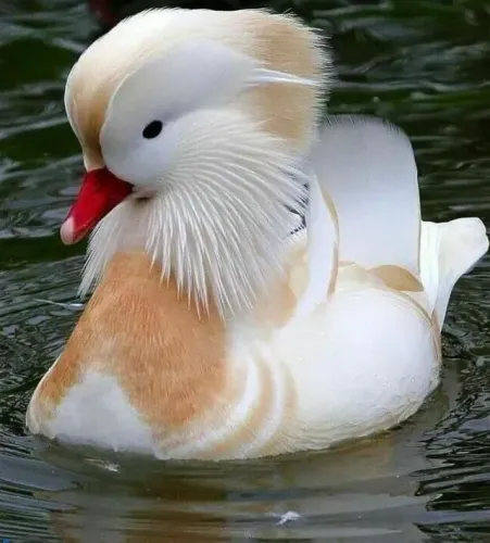 Marreco Mandarim Branco