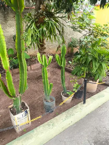 Vados de cactos
