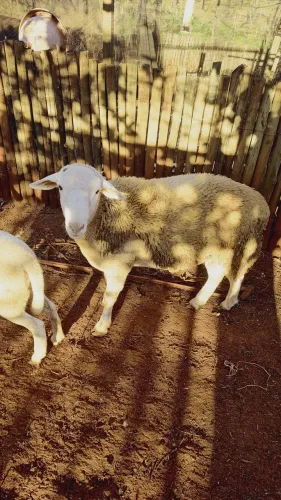 Carneiro macho