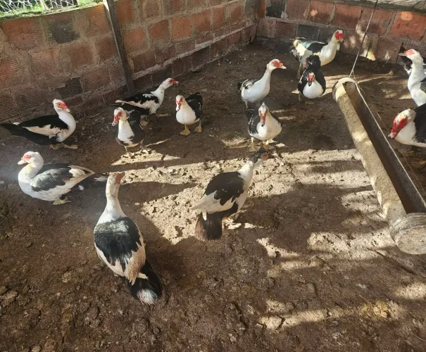 Aves