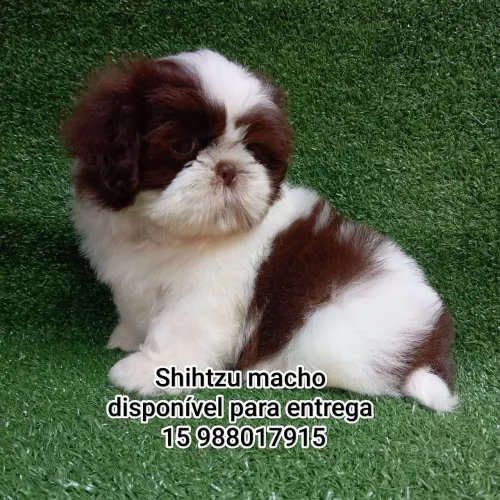 Shihtzu macho