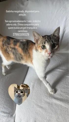 gatinha para adoção 