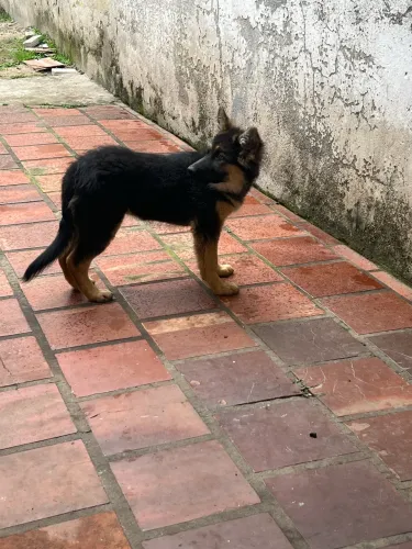 Cachorro Pastor alemão 