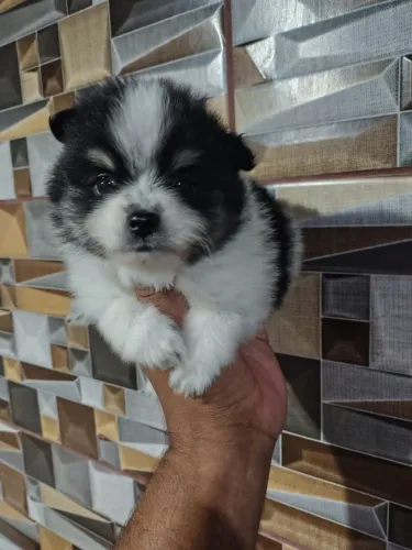 Lulu da Pomerânia 