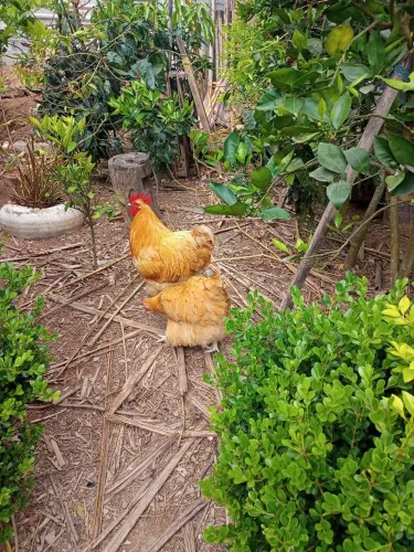 Ovos galado de galinha Orpignton Amarelo