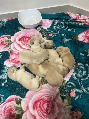 Golden Retriver