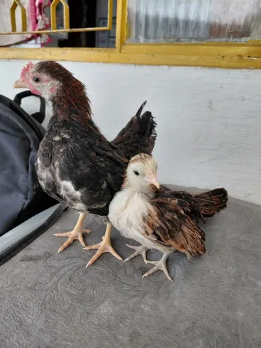 Casal raça serama