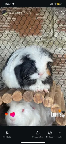 Porquinho da índia