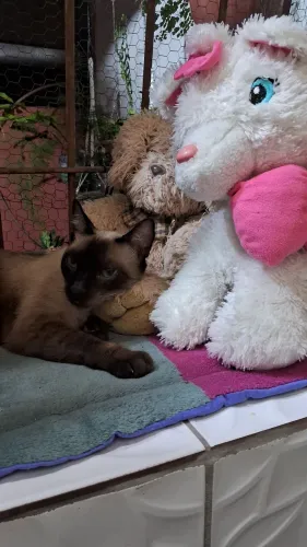 Lindo Gato