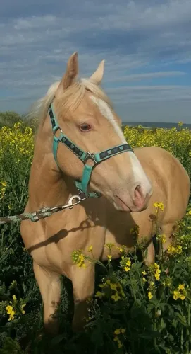 Cavalo por 900