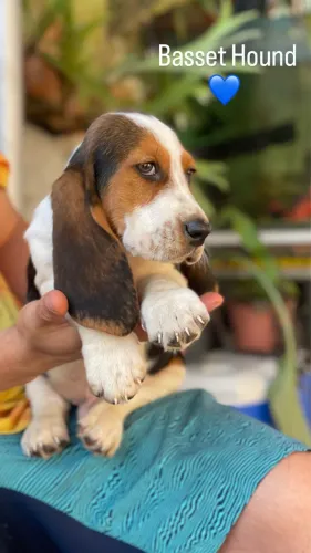 Filhotes Basset hound 