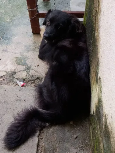 Doa-se cachorra