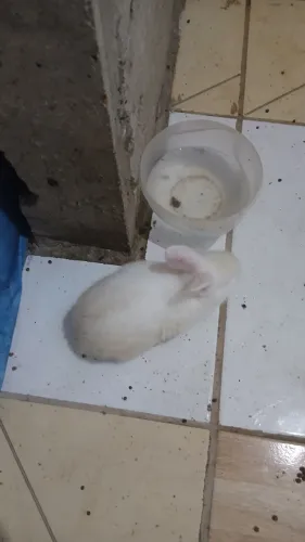 Vendo Coelho filhote 