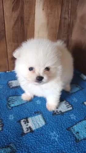 Lulu da pomerana fêmea mini