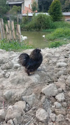 GAlO SEDOSO PRETO
