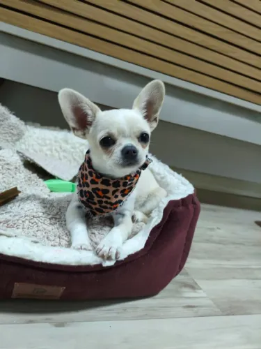 Chihuahua procurando namorado 